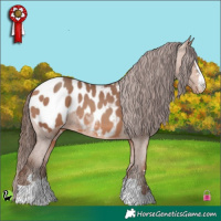 Horse Color:Amber Champagne Appaloosa 