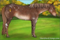 Horse Color:White Spotted Liver Chestnut 