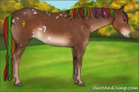 Horse Color:Painted White Spotted Liver Chestnut 
