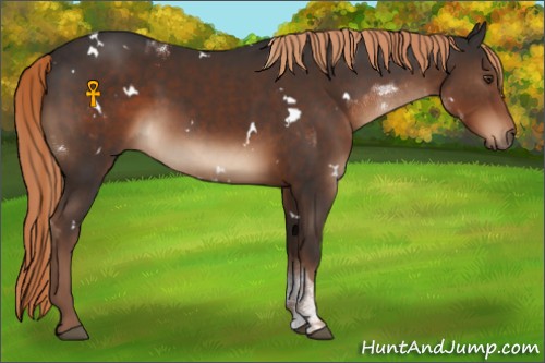 Horse Color:Liver Chestnut Tobiano and Painted White Spotted Liver Chestnut