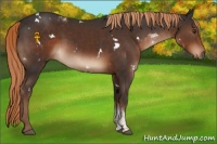 Horse Color:Liver Chestnut Tobiano and Painted White Spotted Liver Chestnut