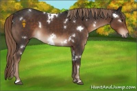 Horse Color:White Spotted Liver Chestnut 