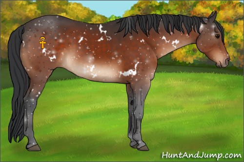 Horse Color:White Spotted Bay 