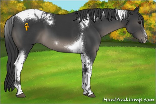 Horse Color:Black Tobiano 