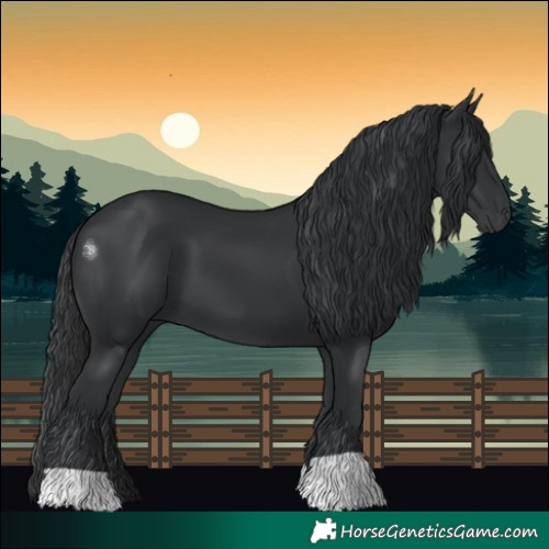 Horse Color:Black 