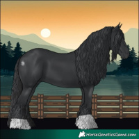 Horse Color:Black 