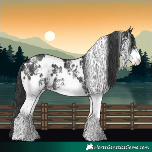 Horse Color:White Spotted Black