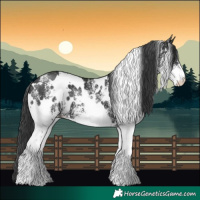 Horse Color:White Spotted Black
