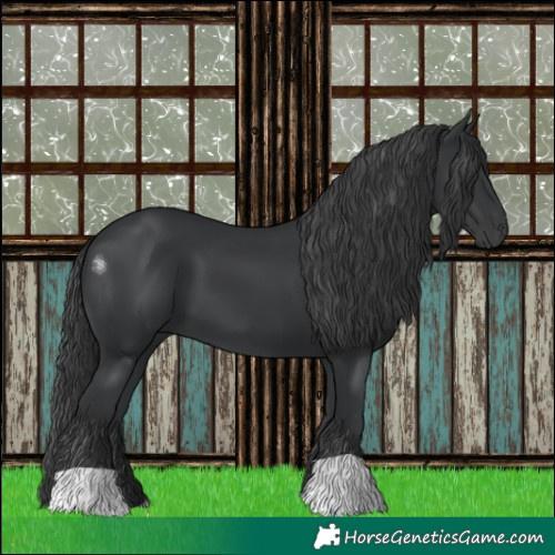 Horse Color:Black 