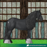 Horse Color:Black 