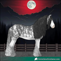 Horse Color:Black Sabino Splash