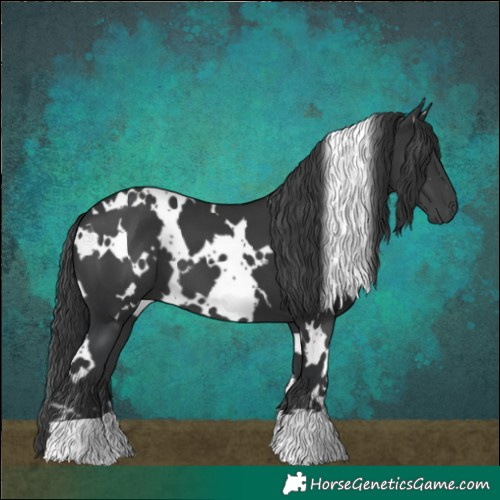 Horse Color:White Spotted Black