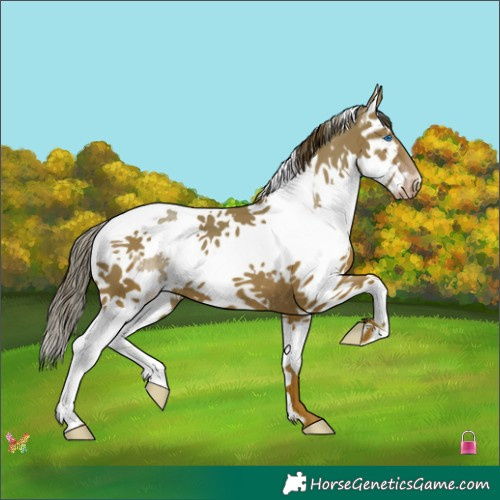 Horse Color:Classic Champagne Splash Tobiano 