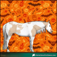 Horse Color:Bay Dun Splash Tobiano