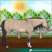 Horse Color:Bay Dun 