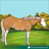 Horse Color:Palomino Splash 