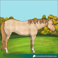 Horse Color:Plaid  Red Dun 