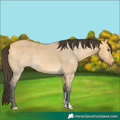 Horse Color:Buckskin Dun