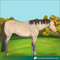 Horse Color:Buckskin Dun 