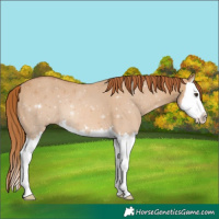 Horse Color:Red Dun Splash 