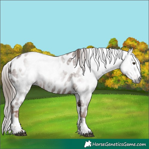 Horse Color:Gray Chestnut Tobiano Appaloosa 