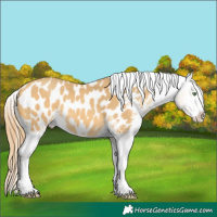 Horse Color:Amber Cream Champagne Splash Appaloosa 