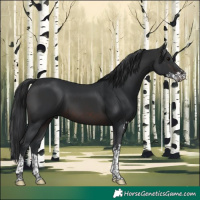Horse Color:Brown Sabino Tobiano 