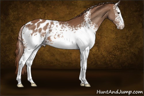 Horse Color:White Spotted Chestnut Appaloosa 