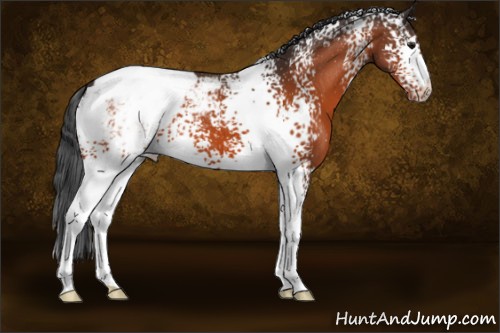 Horse Color:White Spotted Bay Appaloosa 