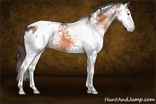 Horse Color:White Spotted Bay Splash Appaloosa 