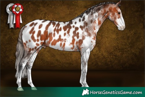 Horse Color:White Spotted Bay Appaloosa Rabicano 