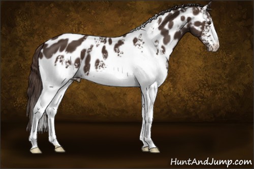 Horse Color:White Spotted Liver Chestnut Appaloosa 