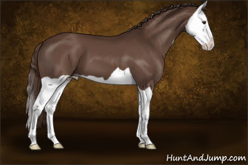 Horse Color:Liver Chestnut Splash Appaloosa 