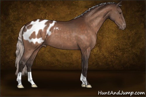 Horse Color:Silver Brown Appaloosa 