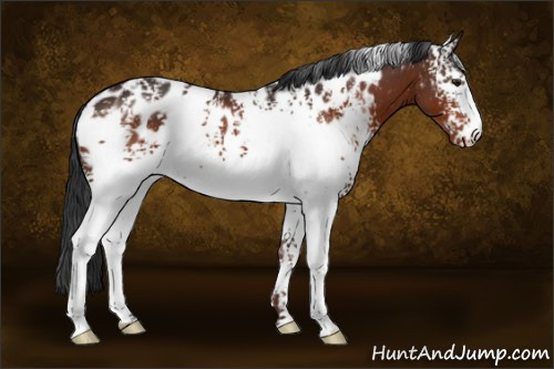 Horse Color:White Spotted Brown Appaloosa 