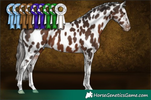 Horse Color:Liver Chestnut Appaloosa 