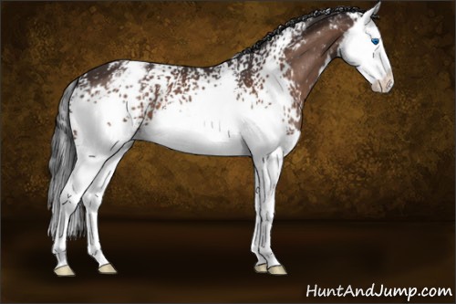 Horse Color:White Spotted Bay Splash Appaloosa 