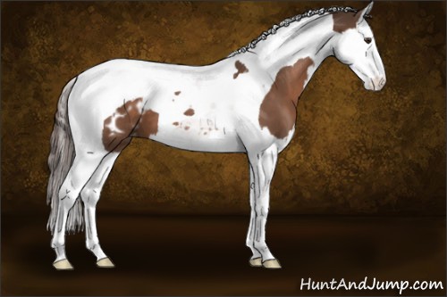 Horse Color:Liver Chestnut Splash Tobiano Appaloosa 