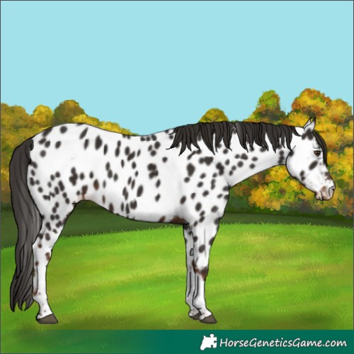 Horse Color:Liver Chestnut Tobiano Appaloosa 