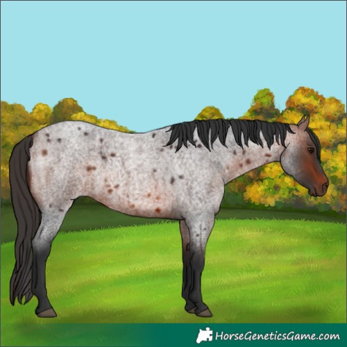 Horse Color:Bay Roan 