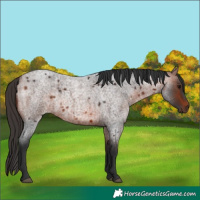 Horse Color:Bay Roan