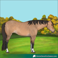 Horse Color:Bay Dun Tobiano 