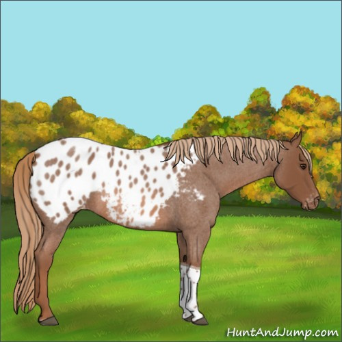 Horse Color:Red Roan Tobiano Appaloosa 