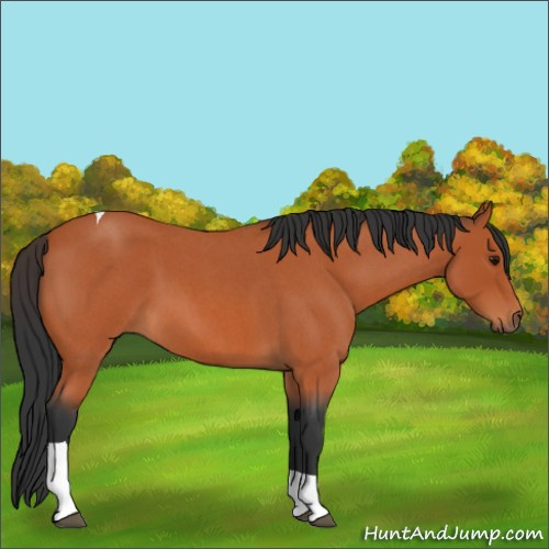 Horse Color:Bay Roan Tobiano 
