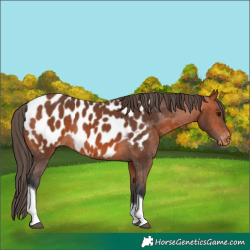 Horse Color:Bay Tobiano Appaloosa Rabicano 