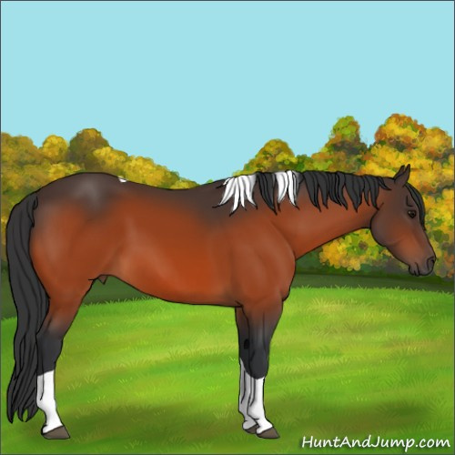 Horse Color:Bay Tobiano 