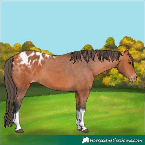 Horse Color:Bay Tobiano Appaloosa 