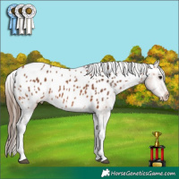 Horse Color:White Spotted Bay Tobiano Appaloosa 