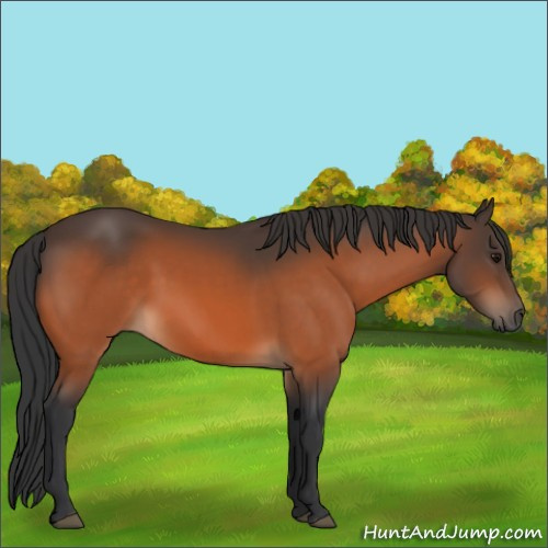 Horse Color:Bay 