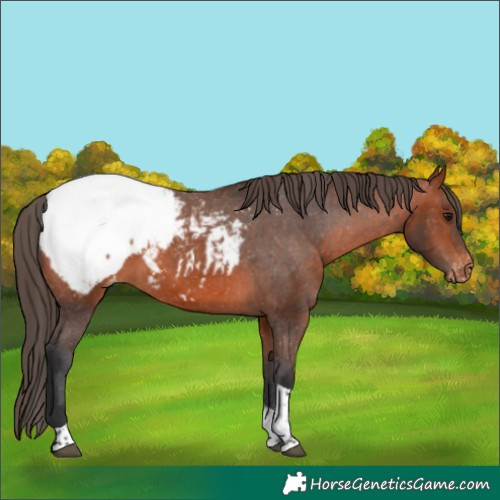 Horse Color:Bay Tobiano Appaloosa 